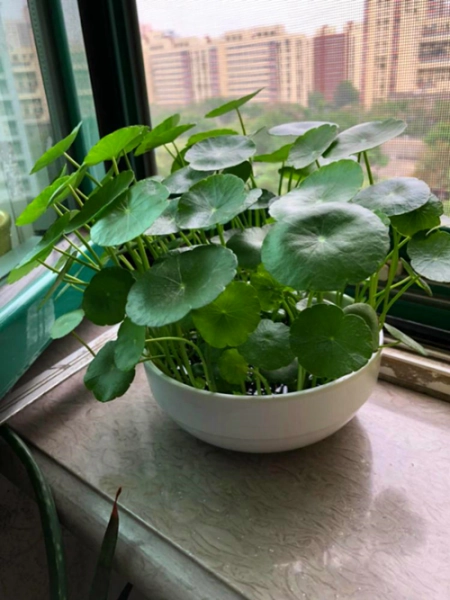 植物土栽水培都可以，5种常见的水培植物，你喜欢吗？(水培植物种土里能活吗)